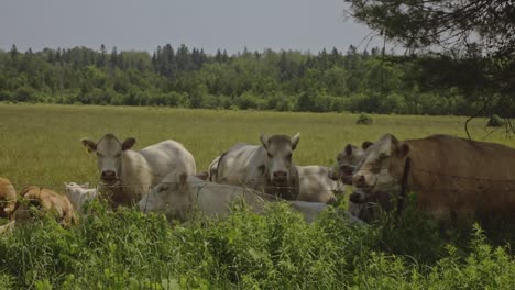 herd of cows grazing and standing in a meadow - wide