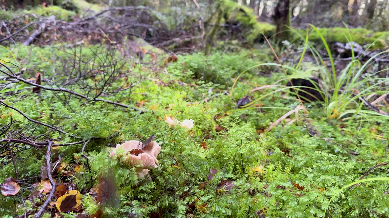 A time-lapse captures fungi emerging amidst vibrant green moss in a serene forest setting