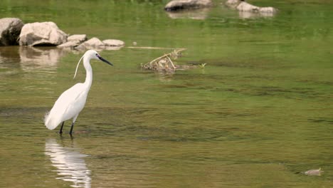 garceta blanca vadeando y caminando en el arroyo yangjae con agua corriente poco profunda