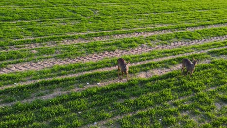 Acercamiento-Aéreo-A-Un-Par-De-Corzos-Alimentándose-En-Un-Campo-Agrícola-De-Primavera-Temprano-En-La-Mañana