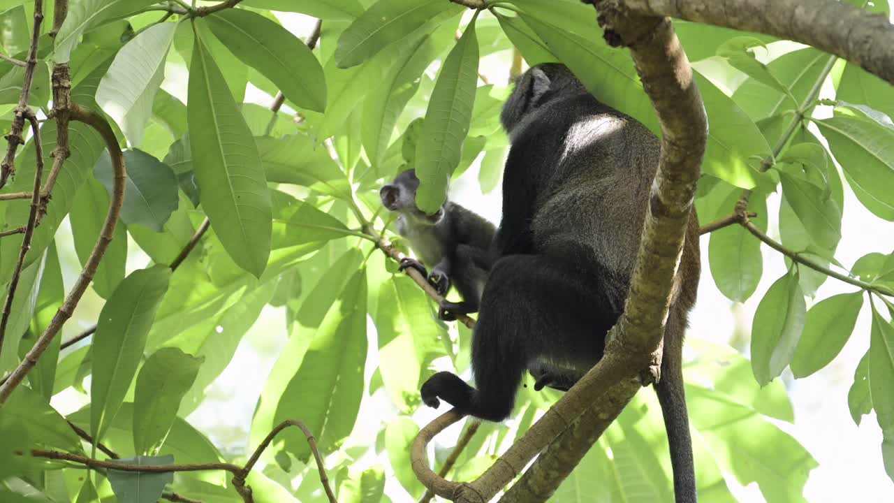 маленькая обезьяна и мать на дереве в африке в национальном парке килиманджаро в танзании на африканском сафари дикой природы и животных, голубые обезьяны поднимаются на ветвь дерева в лесу на ветви