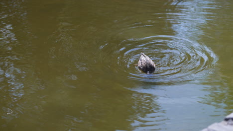 wild ducks swimming in clear pond water in a garden