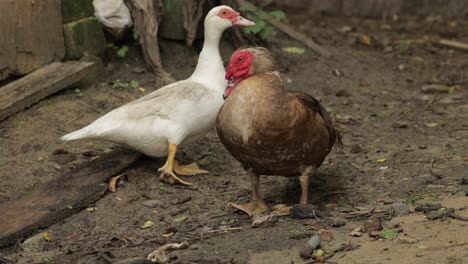 Domestic-duck-and-rooster-walk-on-the-ground.-Background-of-old-farm.-Search-of-food