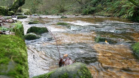 almeja que fluye río de piedra musgosa colorido idílico bosque de otoño exuberante follaje derecha dolly