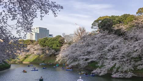 schnellboot-zeitraffer mit sakura-kirschblüten in chidorigafuchi in tokio