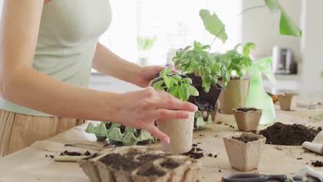 caucasian woman preparing paper pot for plant of basil on table in kitchen