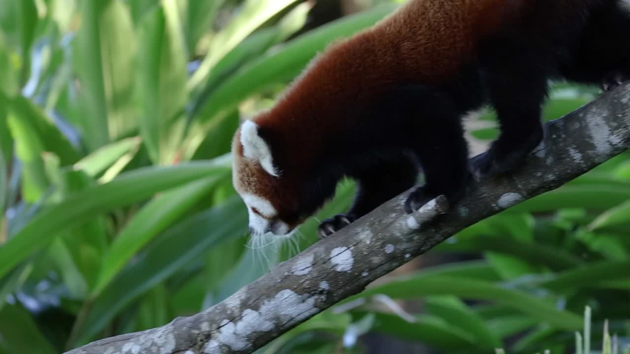 Un panda rosso mostra agilità mentre scende da un ramo diagonale tra una rigogliosa vegetazione verde.