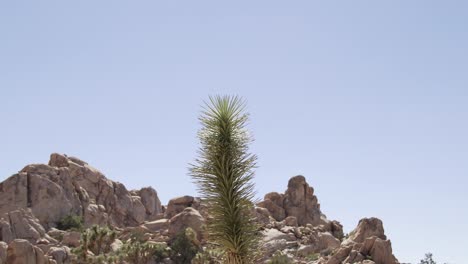 Cactus-Joshua-Tree-Con-Movimiento-De-Cámara-Desde-Primer-Plano-Hasta-Amplio.