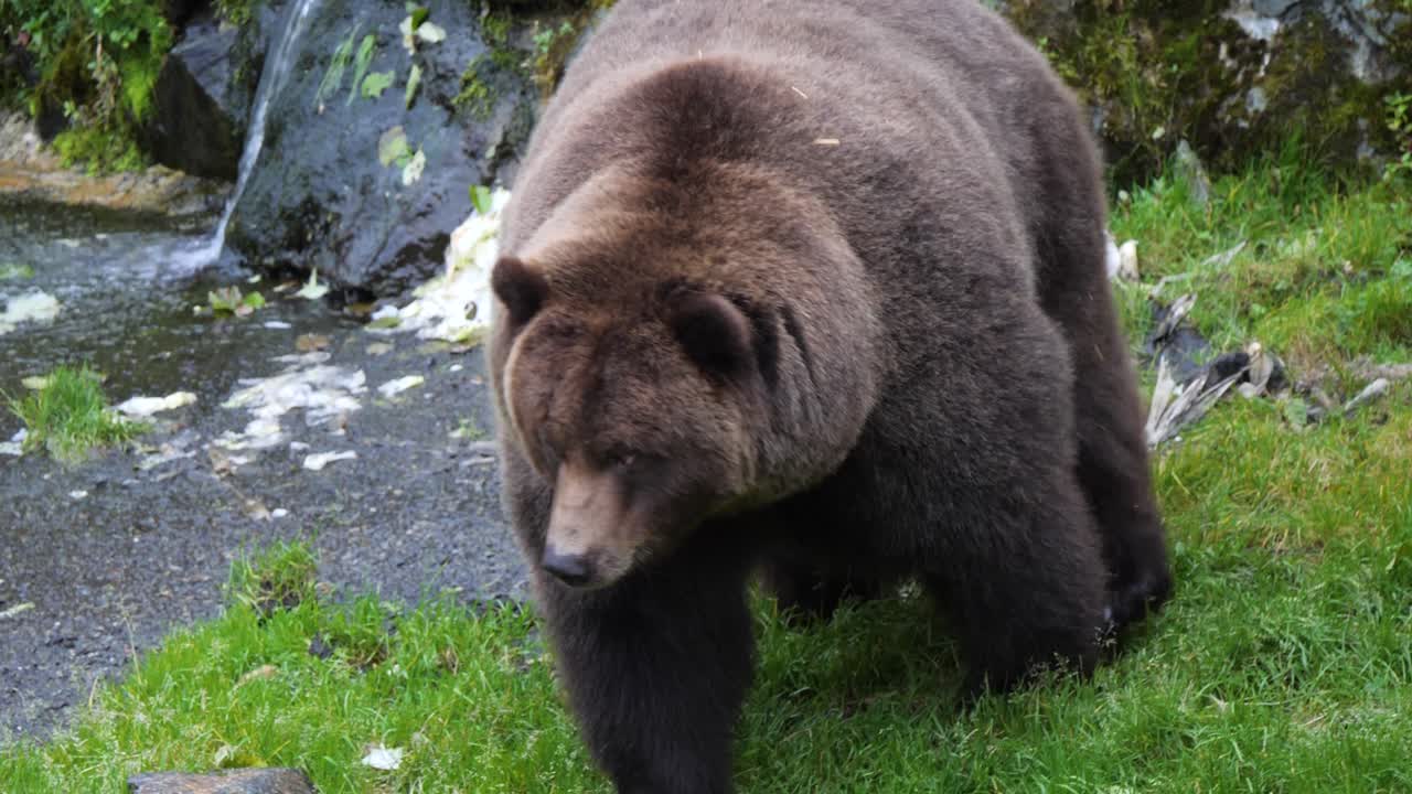 Suuri ruskeakarhu joen rannalla, Alaska