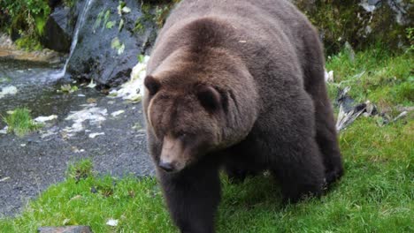 gran oso marrón en la orilla del río, alaska