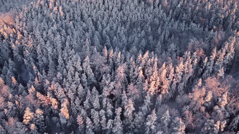 Lettische-Tannen-Im-Winter-Im-Morgenlicht