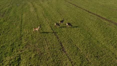 Roe-deer-walking-on-green-agricultural-field