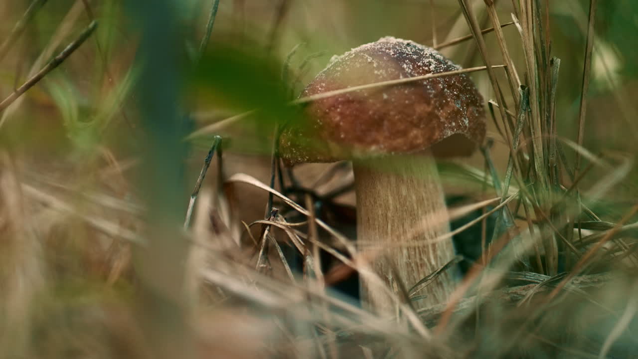 setas marrones comestibles en el tranquilo bosque de otoño meditativo en la hierba verde.