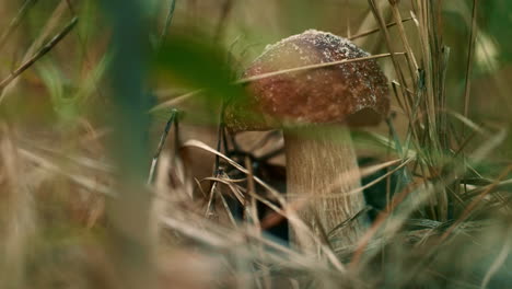 edible brown mushroom at meditative calm autumn woodland in green grass.