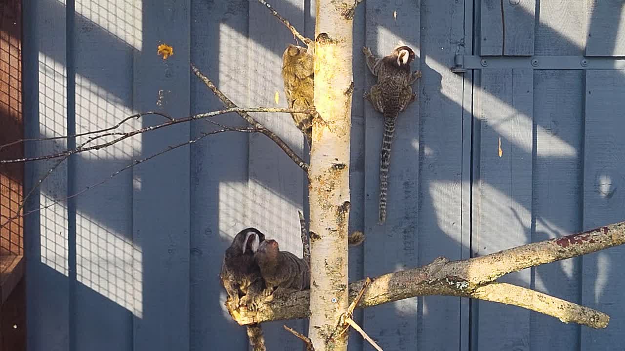 Marmoset monkey sitting on tree branch with grey wall background, small exotic primate in natural habitat, tropical wildlife closeup footage, adorable monkey resting outdoors in jungle environment