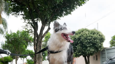 close up of an australian shepherd dog on a leash, panting with its tongue out