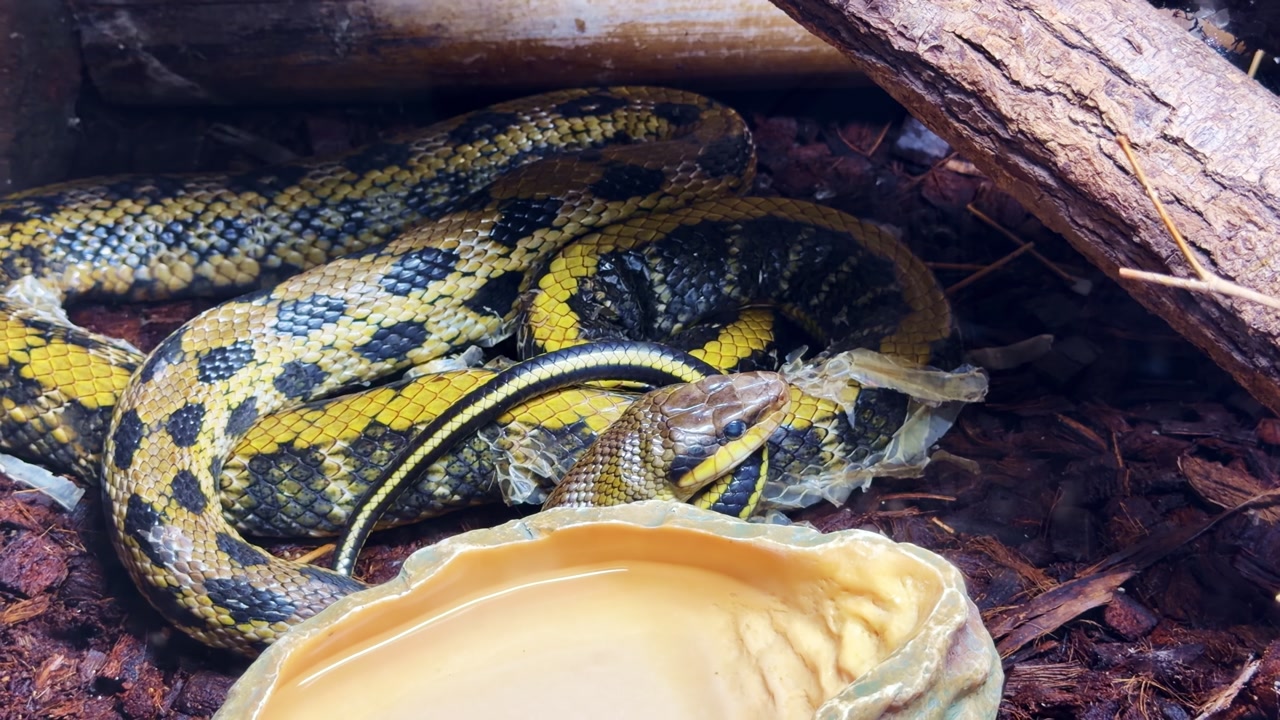 Taiwanese beauty ratsnake (Orthriophis taeniurus) coiled on substrate in terrarium, showing detailed scale pattern and body posture in close-up zoom-in shot.