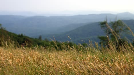 블루 릿지 산맥에 부는 풀의 중간 샷
