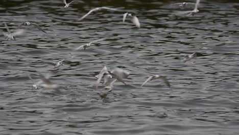 Terns-and-Gulls-Skimming-for-Food-are-migratory-seabirds-to-Thailand,-flying-around-in-circles,-taking-turns-to-skim-for-food-floating-on-the-sea-at-Bangpu-Recreational-Center-wharf