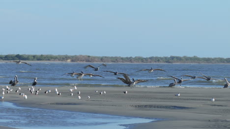 pelicans and other birds on a beach