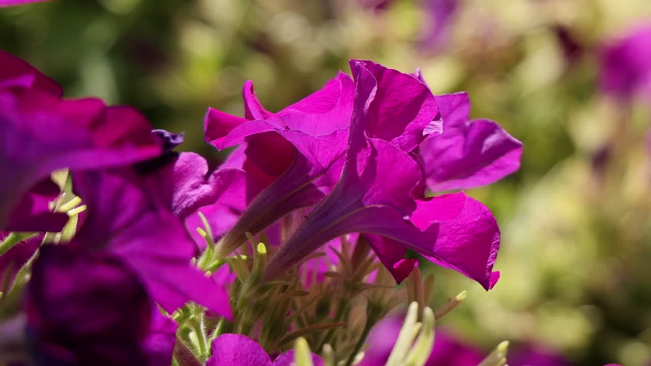 Primo piano dettagliato di petunie viola brillante che ondeggiano delicatamente in un giardino esterno illuminato dal sole