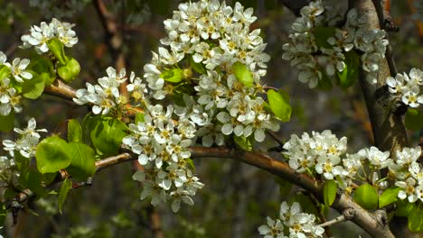 white flowers of fruit trees swayed by light breeze on orchard, spring texture