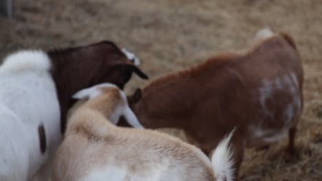 Goats-playing-on-a-farm-in-Williamston,-Michigan