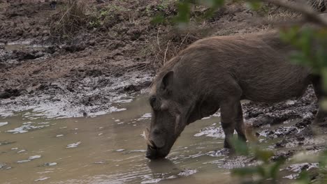 warthog drinks from a shallow pool, reflection of a kudu in the water