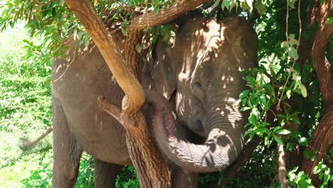 tímido elefante de sri lanka escondido en los árboles
