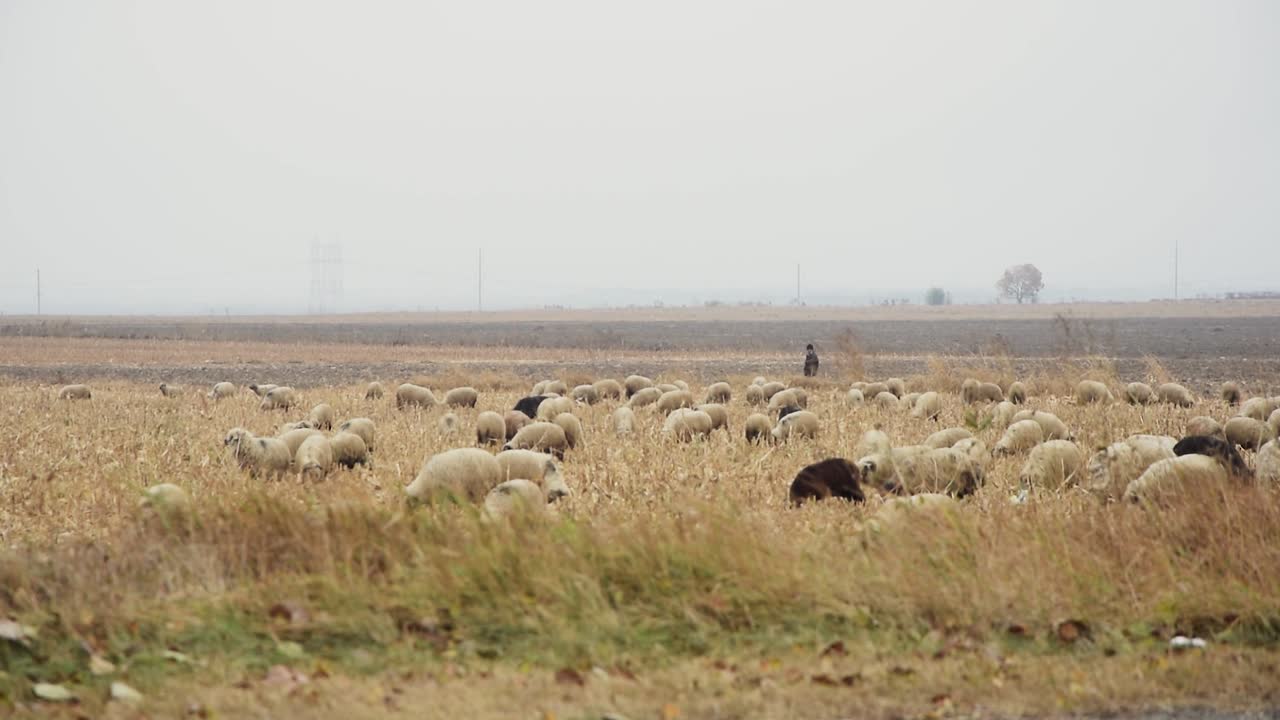 Many sheeps in the field grazing and looking for food under an overcast sky