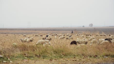 Many-sheeps-in-the-field-grazing-and-looking-for-food-under-an-overcast-sky