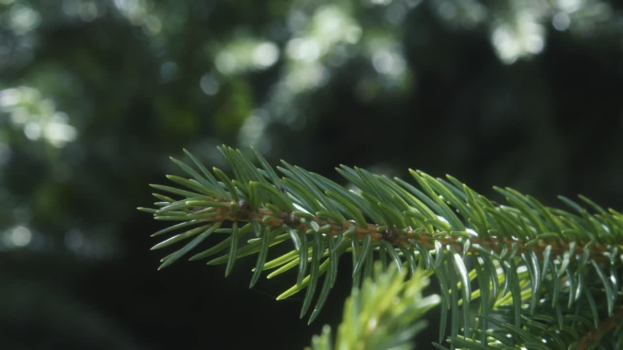 Close-up of a green pine branch illuminated by sunlight, showcasing vibrant needles and intricate details