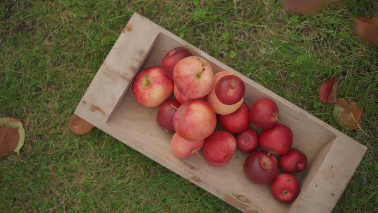 Vívida escena otoñal con decoraciones de cosecha. Montaje temático de otoño con follaje brillante y productos de la cosecha. Vibrante exhibición otoñal con hojas decorativas y frutas de temporada en un recipiente de madera.