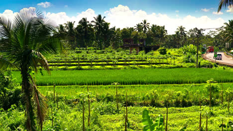 Green-papaya-tree-fields-in-tropical-plantation-with-palm-trees,-Bali