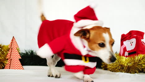 adorable jack russell puppy dressed up in small santa suit walks out of frame