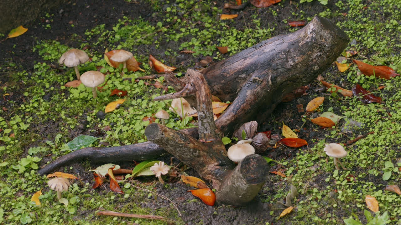 A lone tree stump is surrounded by small white mushrooms and colourful autumn leaves in the rain