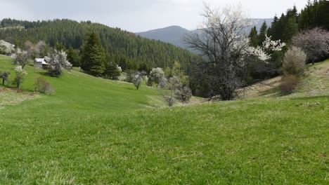 high mountain meadow - early spring