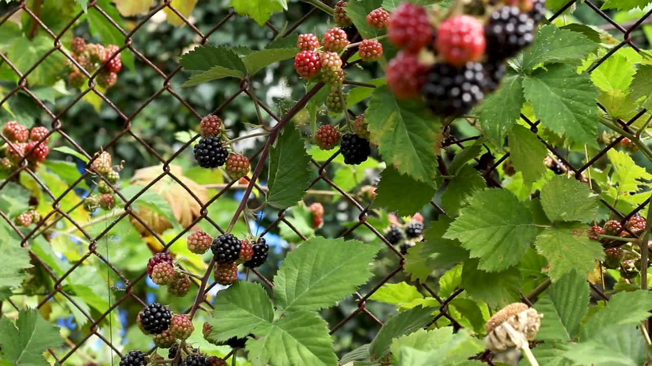 jardín colorido con frutas de mora creciendo en una valla de malla de alambre, disparo panorámico
