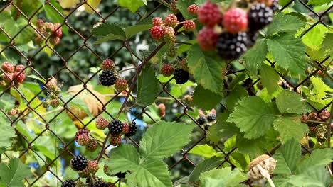 jardín colorido con frutas de mora creciendo en una valla de malla de alambre, disparo panorámico