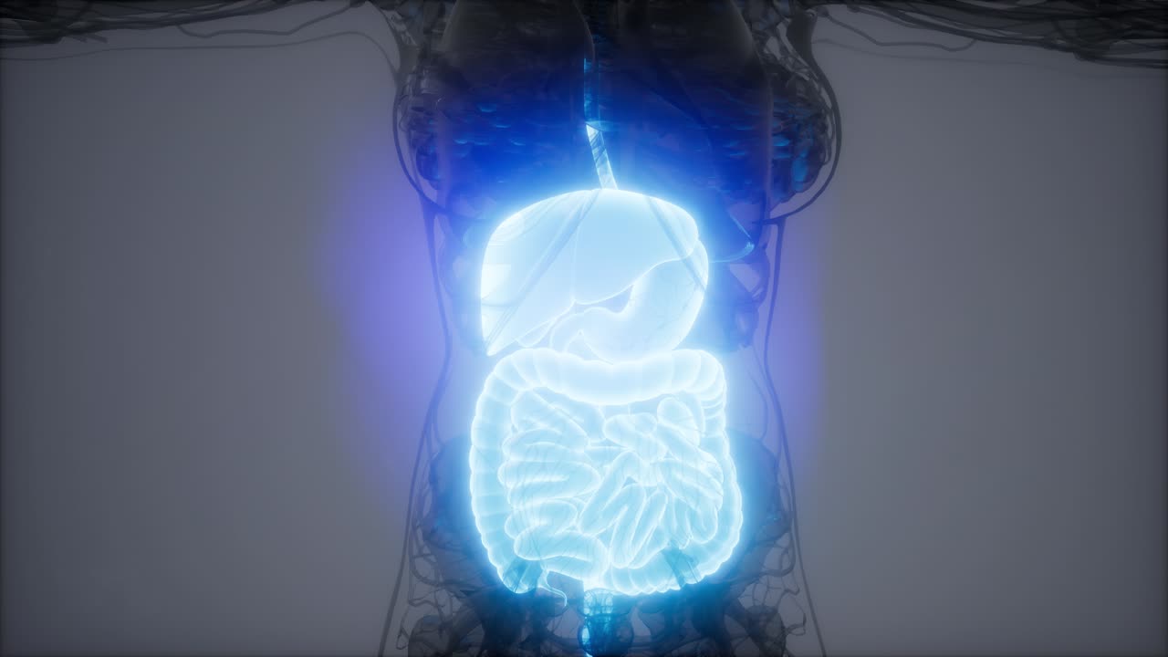 ilustración 3d de las partes y funciones del sistema digestivo humano