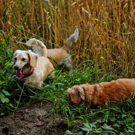 Adorable pets play in nature. Funny dogs digging the ground on field. Happy dachshunds in green grass.