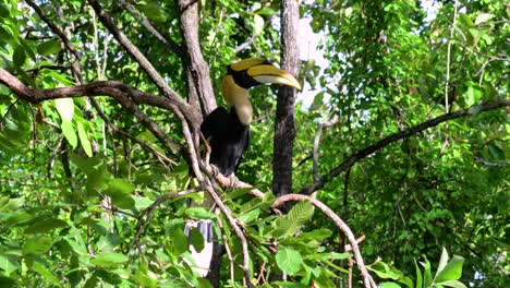 El-Gran-Cálao-Es-Un-Pájaro-Grande-Con-Un-Enorme-Pico-Amarillo-Parecido-A-Un-Cuerno-Que-Se-Usa-Para-Recolectar-Frutas-Y-Otros-Alimentos-En-La-Jungla