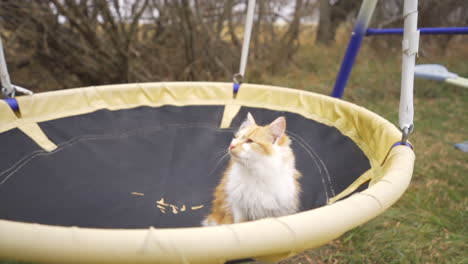 gatito en el columpio del patio lamiéndose