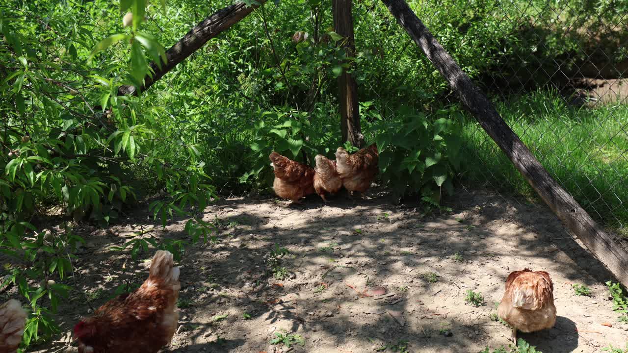 Many red chickens on a summer day in the village