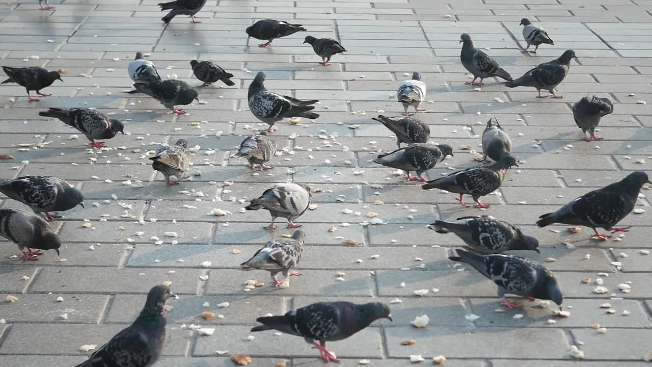 거리에서 비둘기 무리가