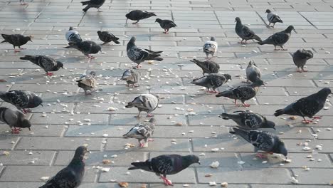 una bandada de palomas en una calle