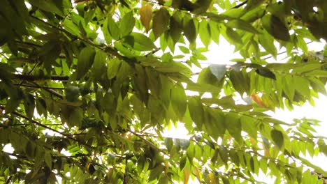 view of under the shade of the leaves