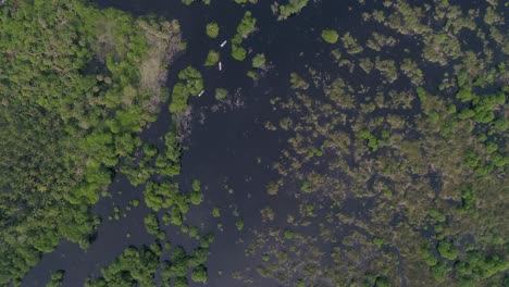 aerial cenital drone shot of the mangrove la ventanilla, oaxaca