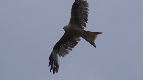 slow-motion: red kite gliding and circling in cloudy sky outdoors in national park