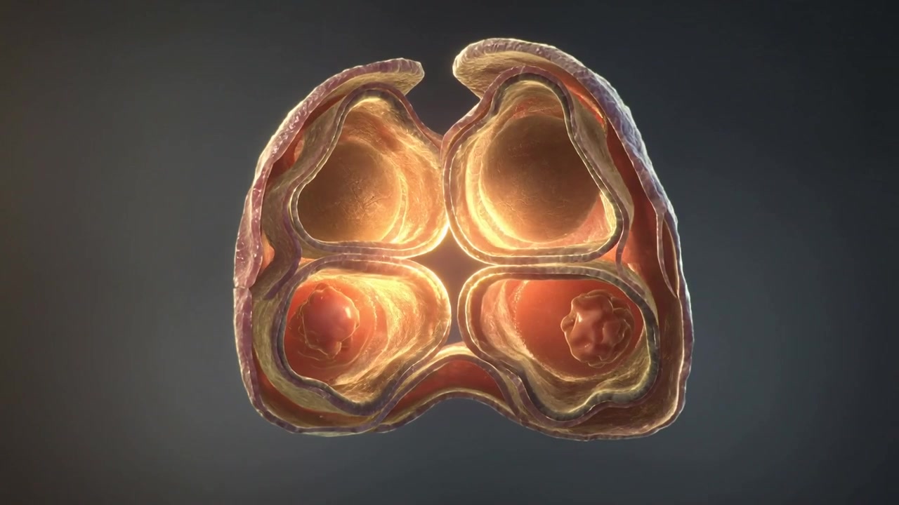 Cracking textured shell splitting in lab as warm light rises, revealing membranes and four spheres
